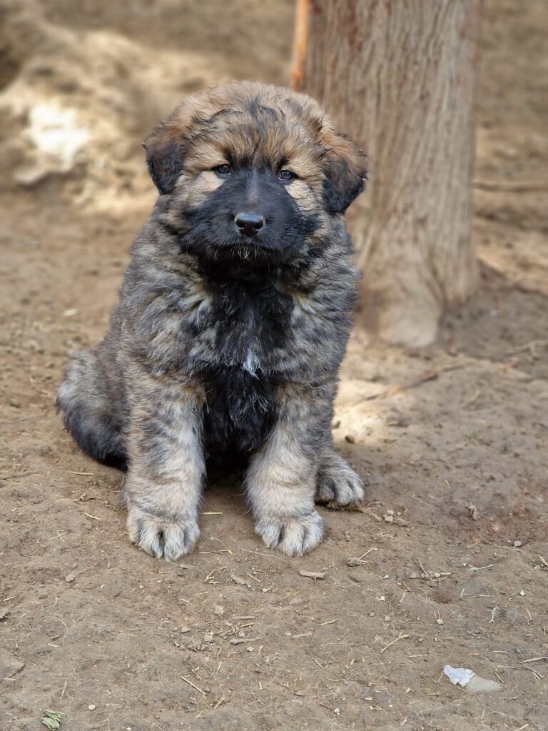 474641305 948231470786289 4756951717196992987 n