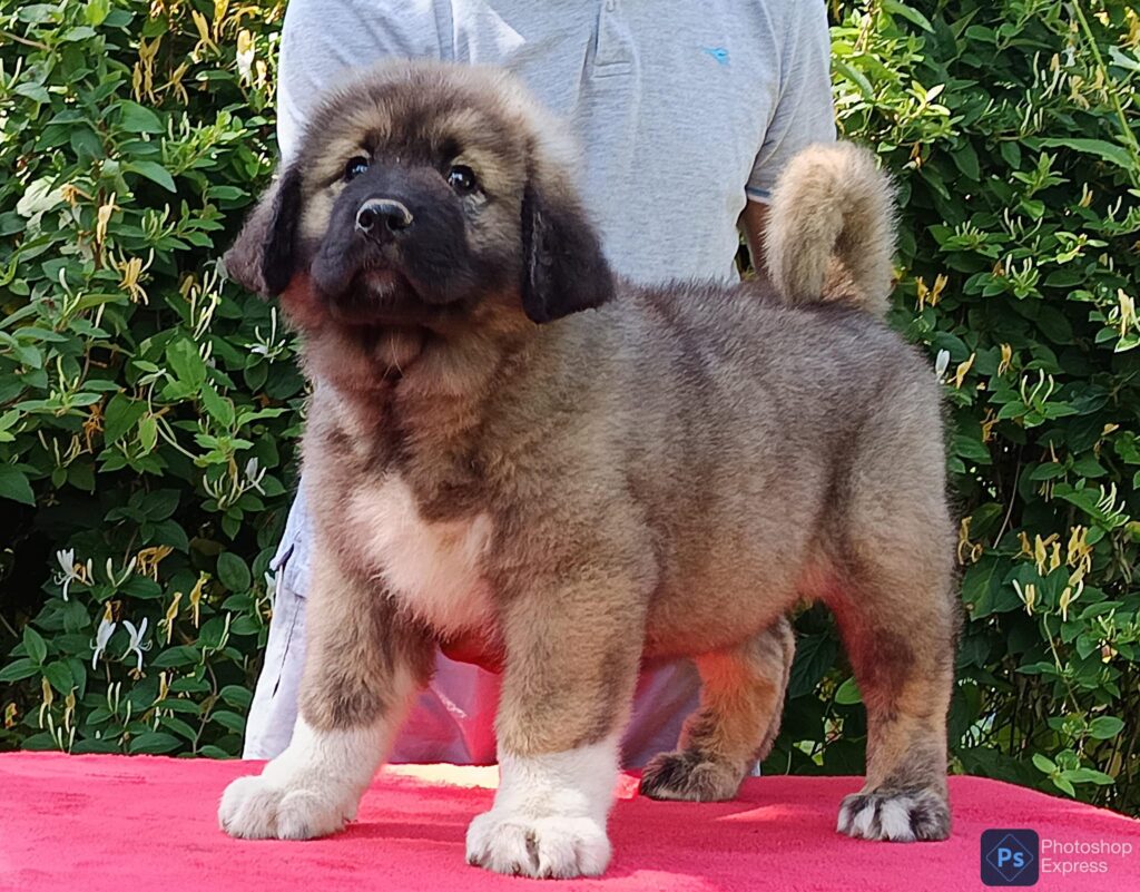 480884473 1281121756480117 8646905743988138754 n