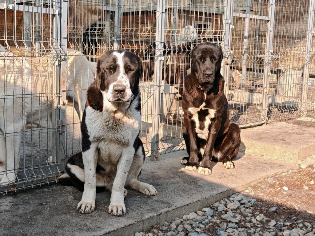 Asian shepherds for sale