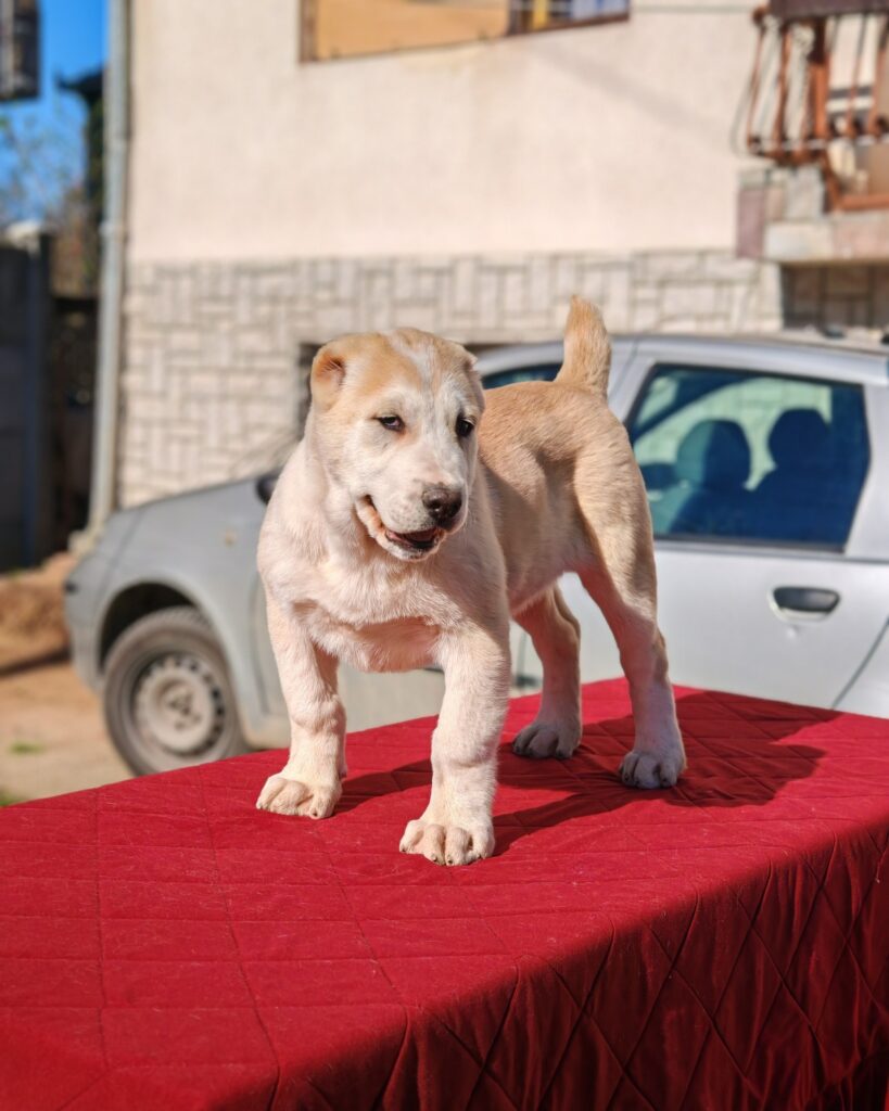 493729602 3614292278872717 2366246679960726270 n