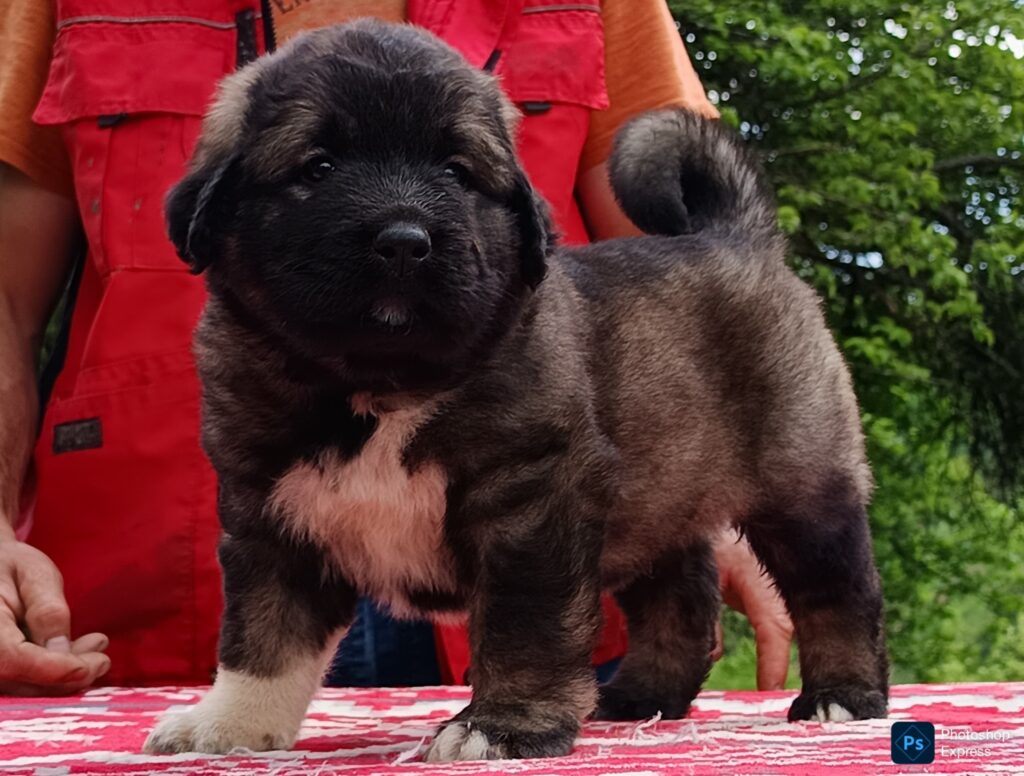 498011650 1343075773618048 5030019740348056602 n