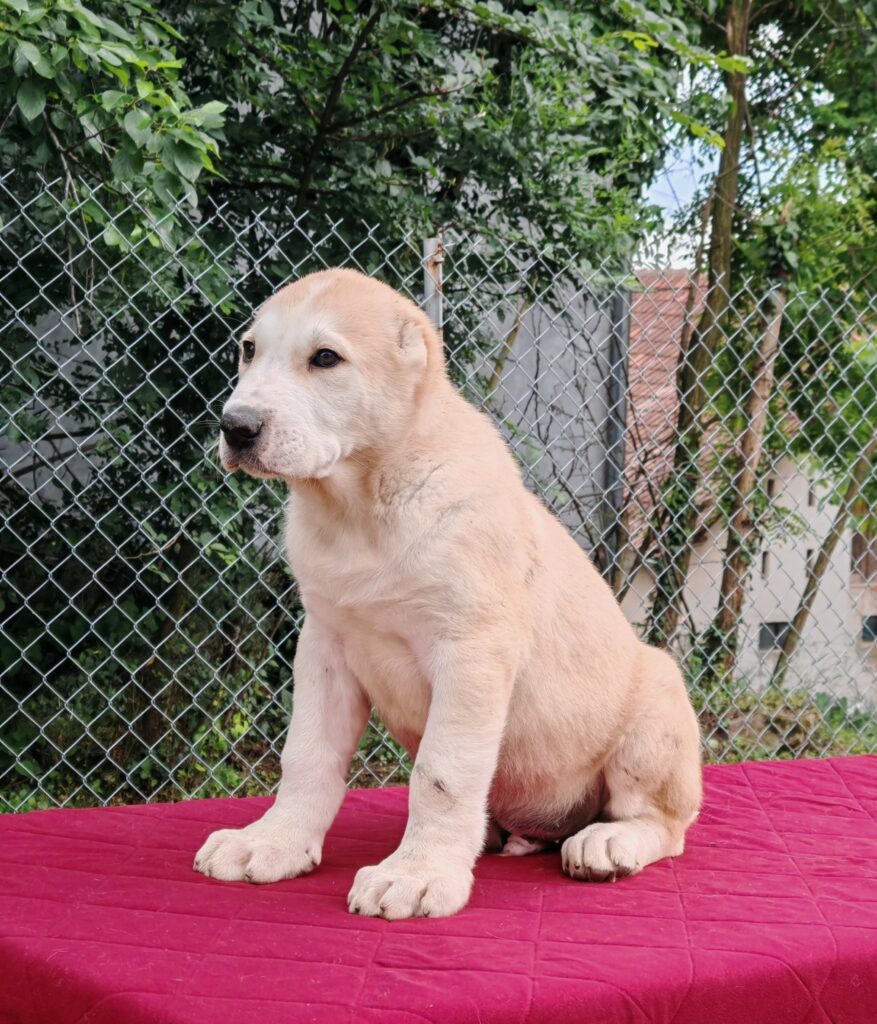 500550363 3638324729802805 8050969179243856508 n