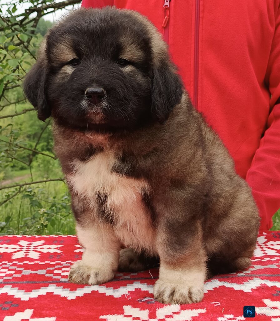 500797577 1352029802722645 2063644995716493286 n