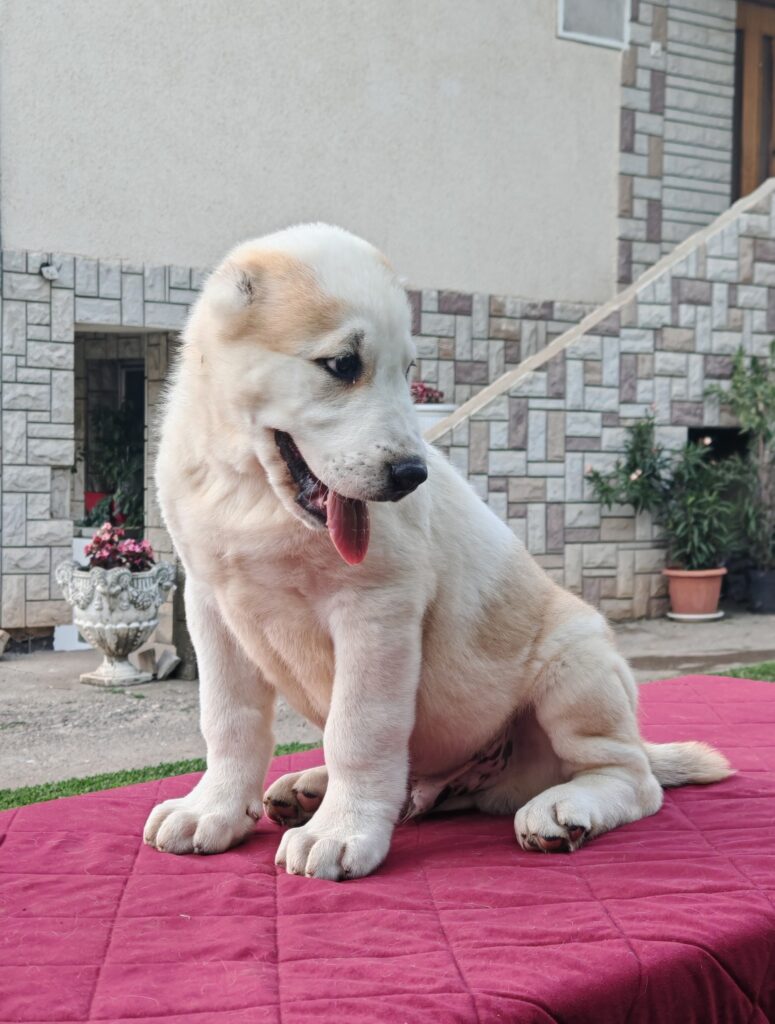 503178834 3646028205699124 4431827243530473580 n