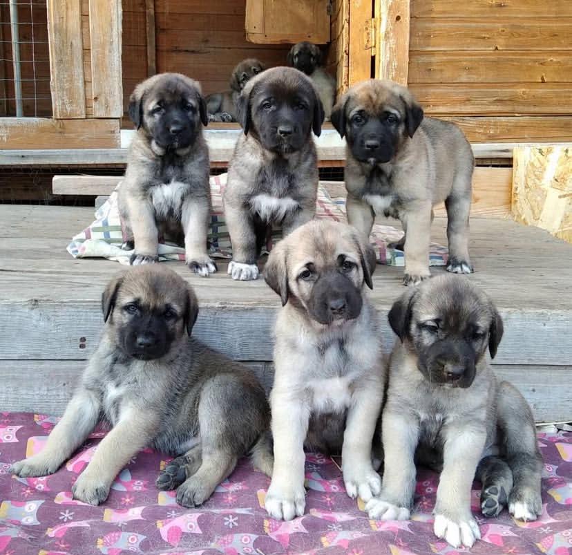 Kangal Puppies