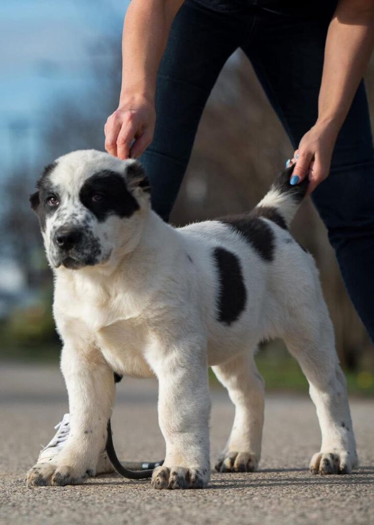 whatsapp image 2025 08 20 at 1.28.19 am