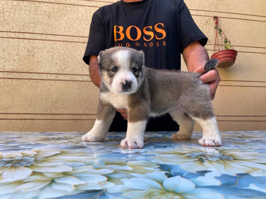 whatsapp image 2025 08 20 at 12.43.04 am (1)