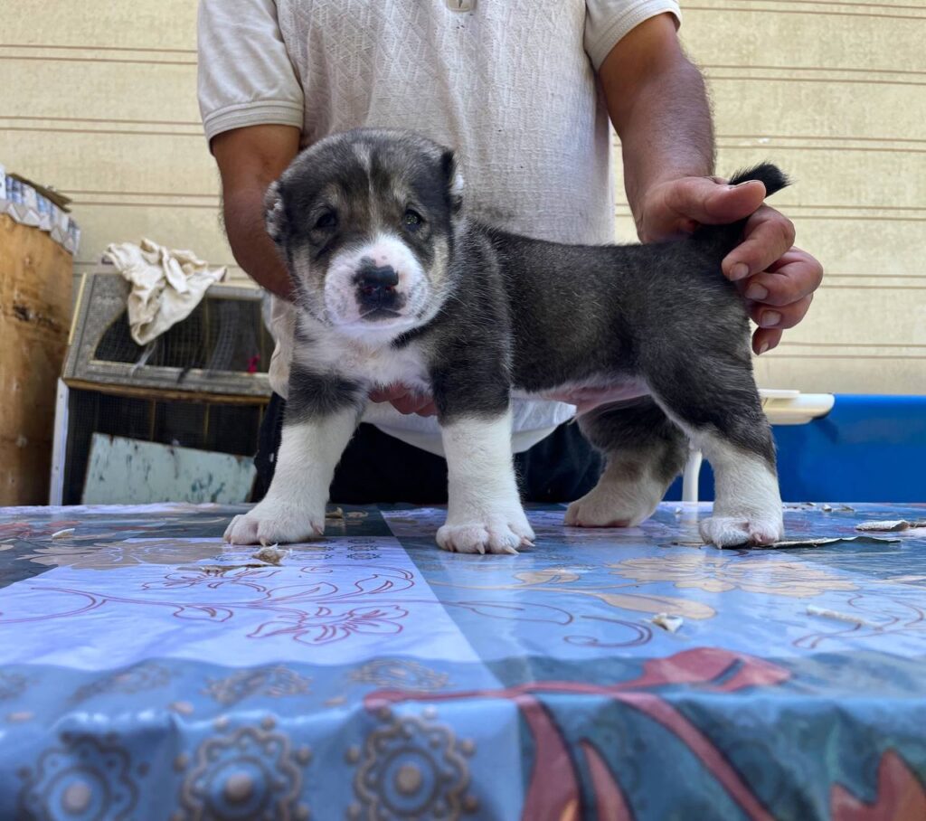 whatsapp image 2025 08 20 at 12.43.04 am