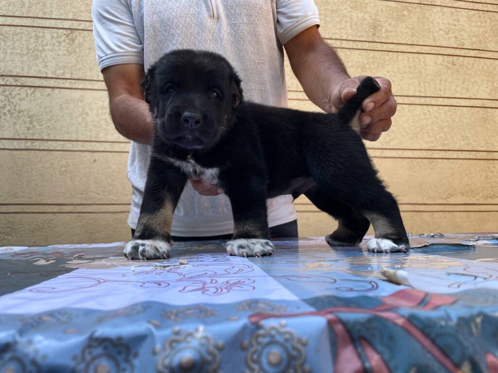 whatsapp image 2025 08 20 at 12.53.41 am (1)