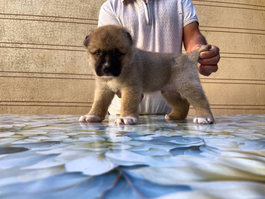 whatsapp image 2025 08 20 at 12.53.41 am