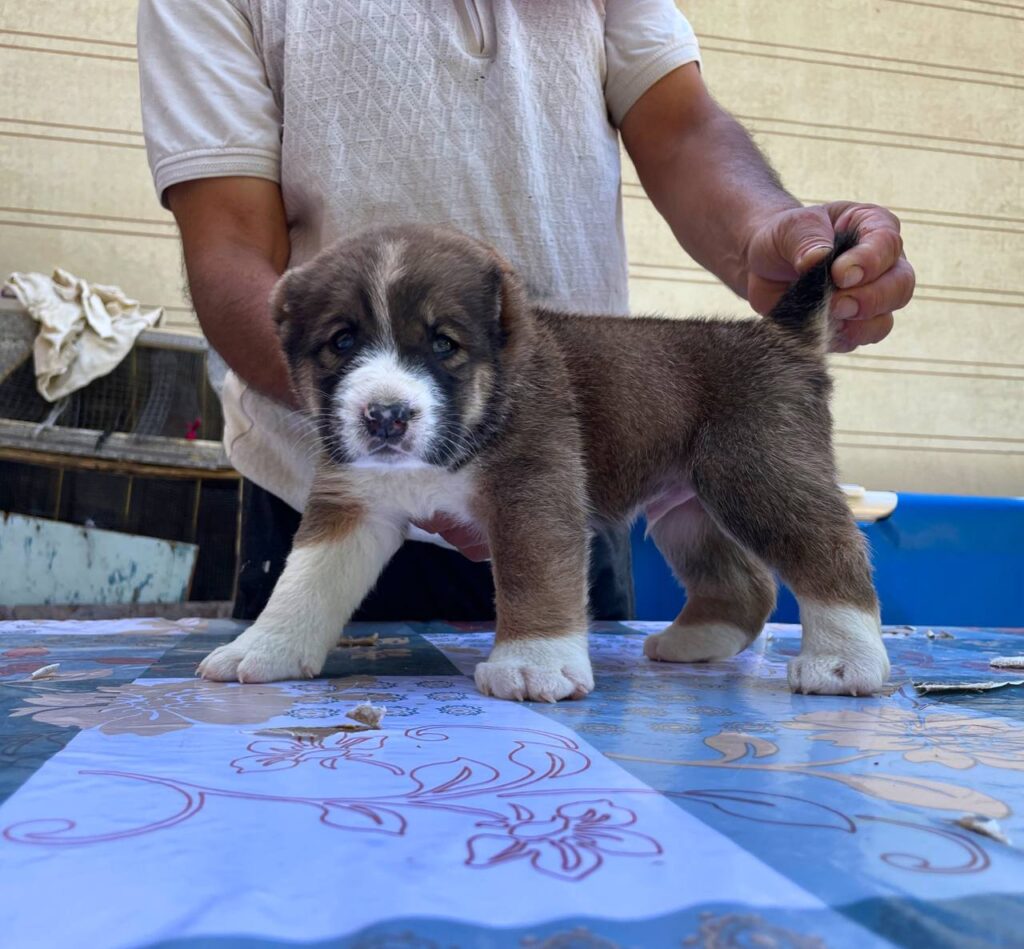 whatsapp image 2025 08 20 at 12.53.42 am