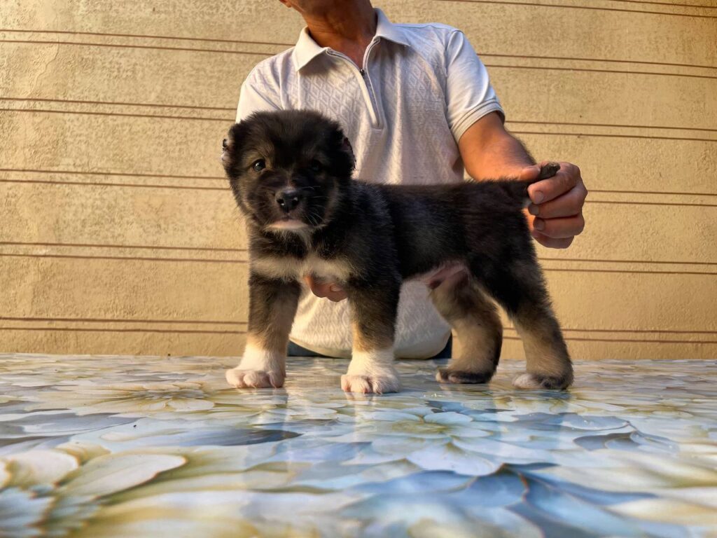 a1981e72 b821 40f5 8754 6a909288db09