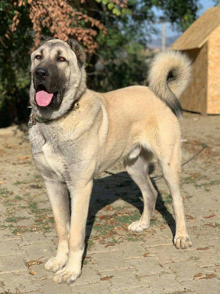kangal