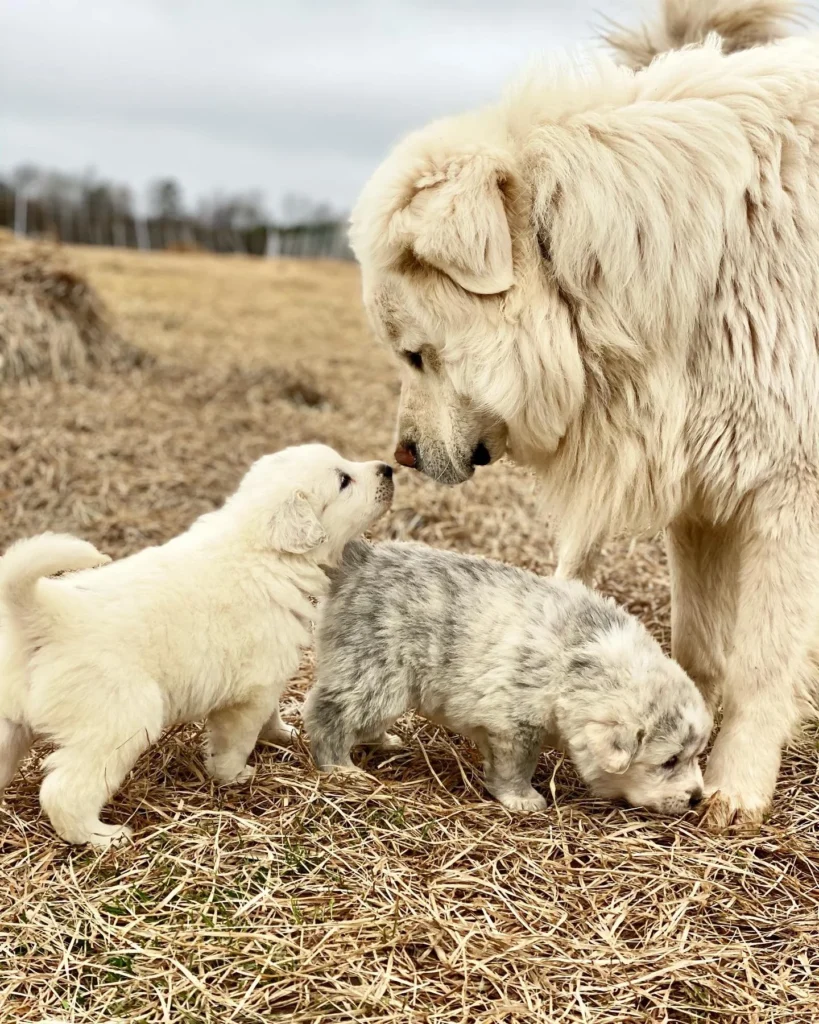 Healthy Asian Shepherd puppies raised for guarding and companionship in the USA