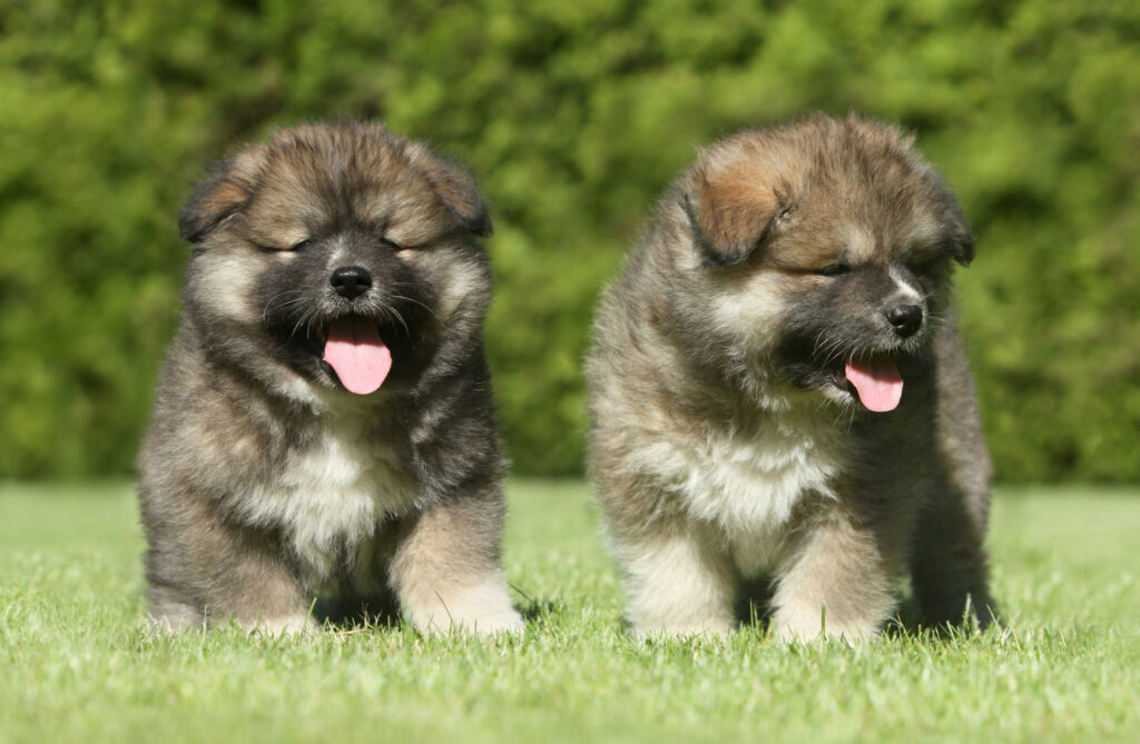 Healthy Caucasian Shepherd puppies for sale in the USA raised by Asian Shepherd Puppies