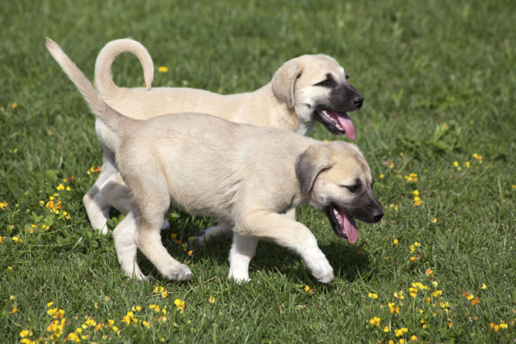 Healthy Kangal puppies for sale in the USA raised in clean environments