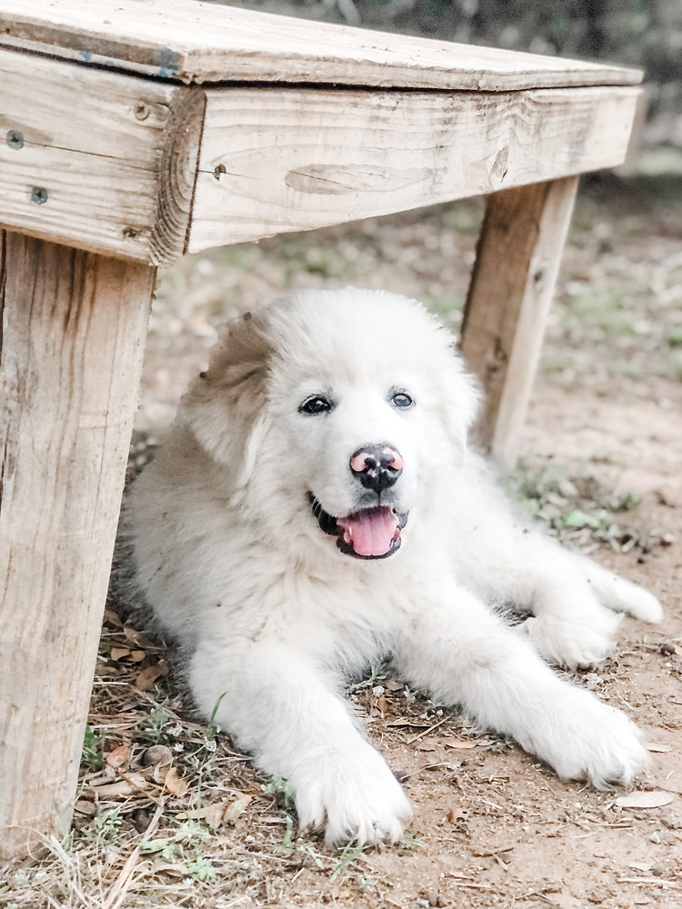 Asian Shepherd puppies in the USA raised as loyal guardian dogs