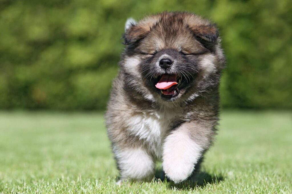 Healthy Caucasian Shepherd puppies for sale in the USA raised by Asian Shepherd Puppies
