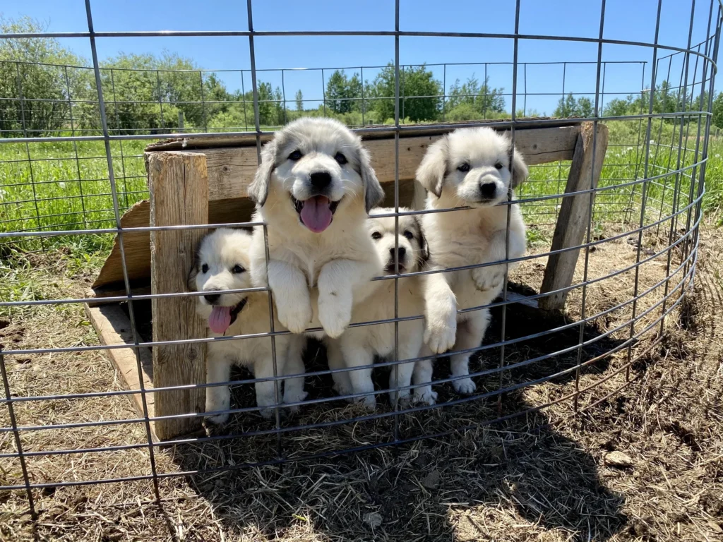 Healthy Asian Shepherd puppies raised for guarding and companionship in the USA