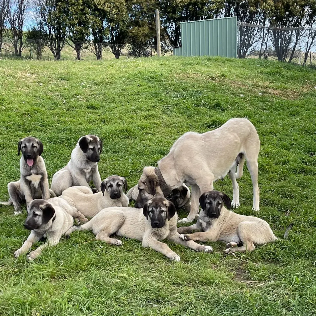 Kangal puppies for sale in the USA raised as loyal livestock guardian dogs